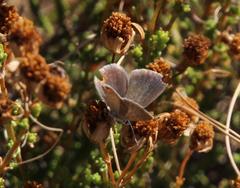 Eicochrysops messapus messapus