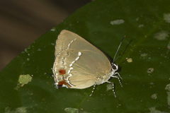 Strephonota parvipuncta