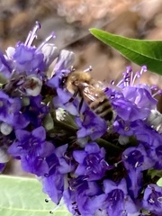 Apis mellifera