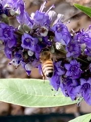 Apis mellifera
