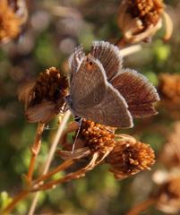 Eicochrysops messapus messapus