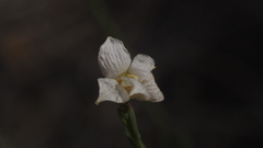 Menodora scabra glabrescens