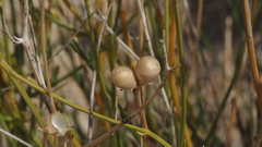 Menodora scabra glabrescens