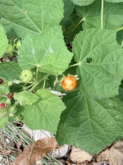 Malvaviscus arboreus
