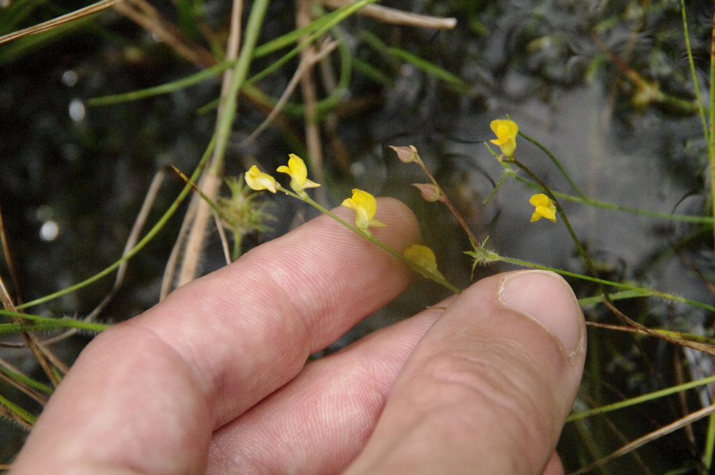 Utricularia juncea Vahl