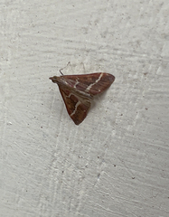 Pyrausta volupialis