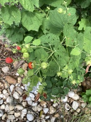 Malvaviscus arboreus