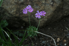 Primula modesta