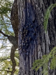 Apis mellifera