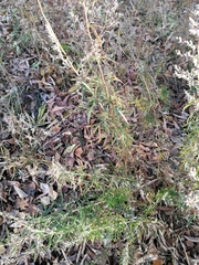 Artemisia vulgaris