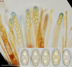 Peziza griseorosea