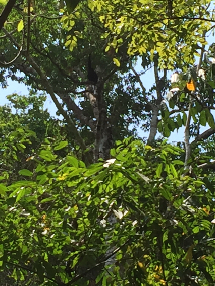 colombian black spider monkey