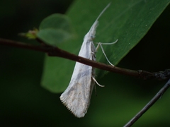 Euceratia castella