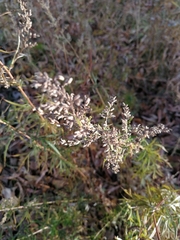 Artemisia vulgaris
