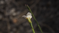Menodora scabra glabrescens