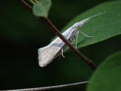 Euceratia castella