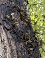 Apis mellifera