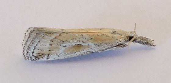 Cacotherapia interalbicalis