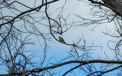 Acanthiza chrysorrhoa