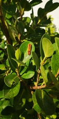Phauda flammans