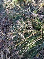 Poaceae