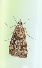 Achyra affinitalis