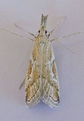 Cacotherapia interalbicalis