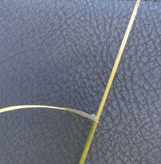 Poaceae