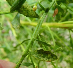 Aceria baccharipha