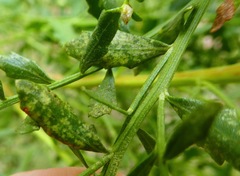 Aceria baccharipha