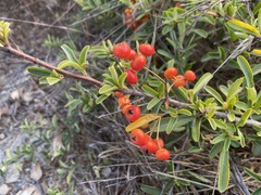 Pyracantha fortuneana