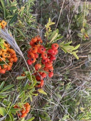 Pyracantha fortuneana