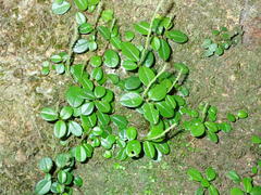 Peperomia retusa