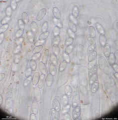 Peziza griseorosea