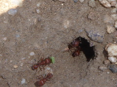 Pogonomyrmex californicus