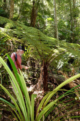 Dicksonia youngiae