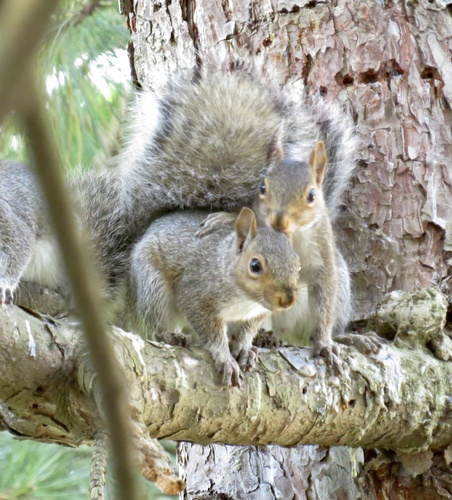 Eastern Gray Squirrel photographed in New Jersey