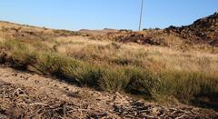 Gomphostigma virgatum