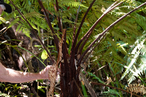 Dicksonia youngiae observed 2021-10-03