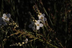 Gomphostigma virgatum