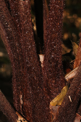 Dicksonia youngiae