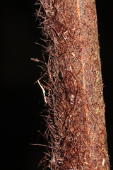 Dicksonia youngiae
