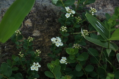 Spiraea nipponica