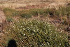 Gomphostigma virgatum