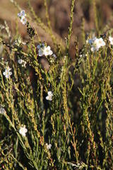 Gomphostigma virgatum