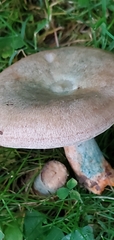 Lactarius semisanguifluus