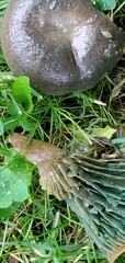 Lactarius semisanguifluus