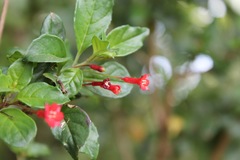 Fuchsia cylindracea