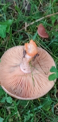 Lactarius semisanguifluus