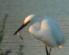 Atherinops affinis